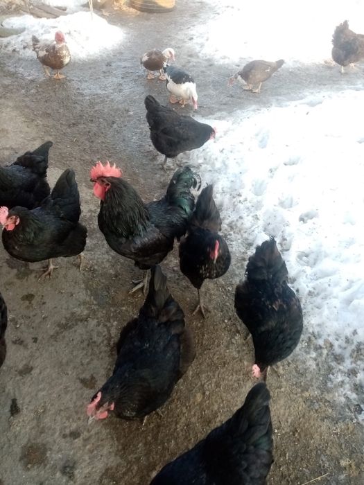 Oua pentru incubat Austrolop Negru