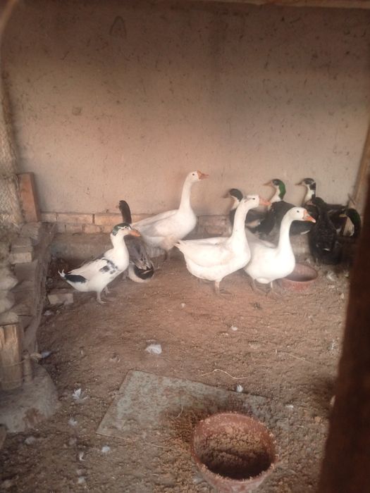 Gozlar sotiladi 4 dona