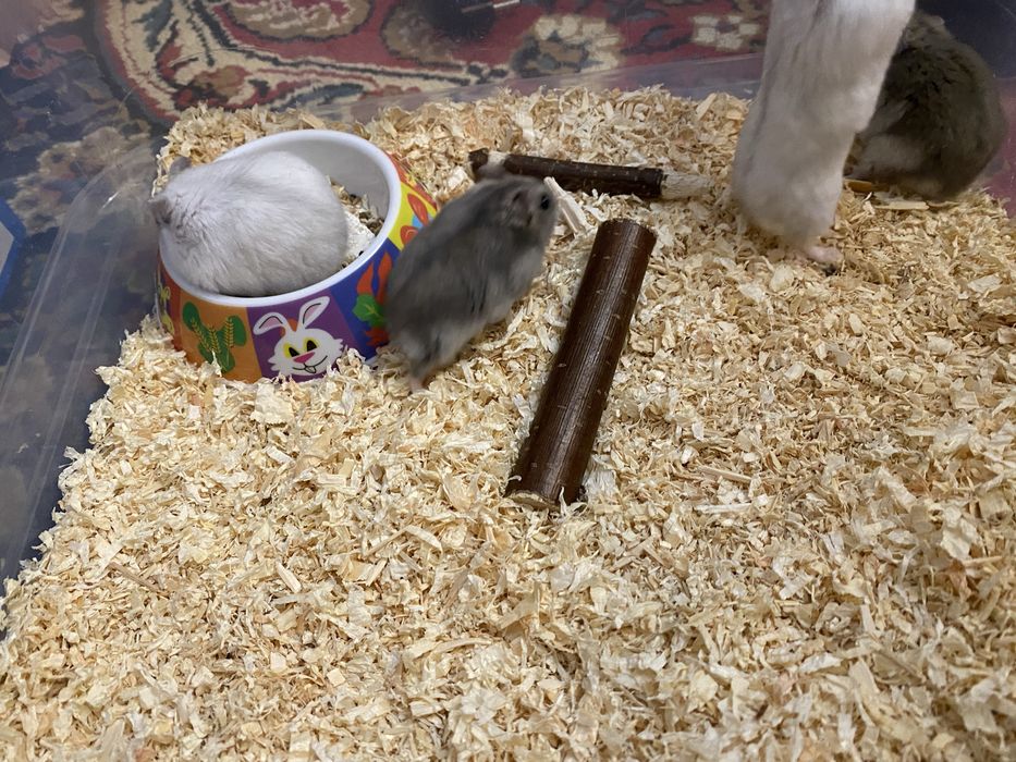 Hamster pitic siberian