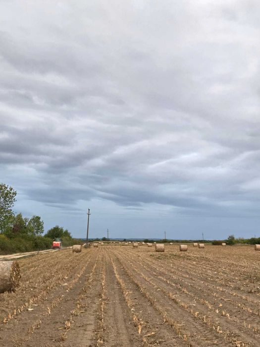 Vând  baloti de tulei
