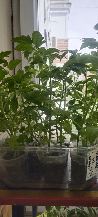 Продам рассаду помидор