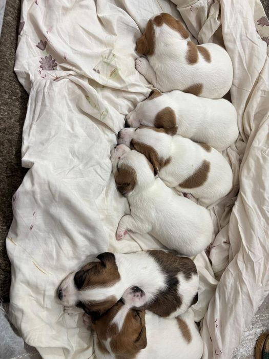 Джек Рассел щенки мальчики