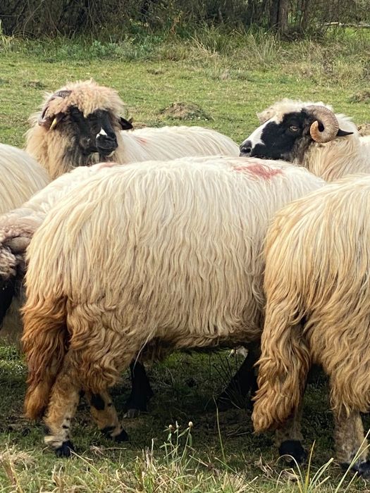 24 bucăți disponibile