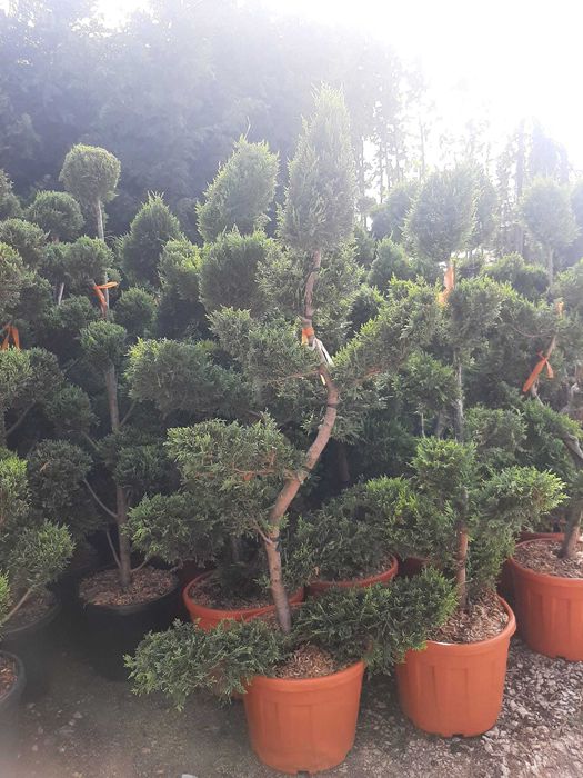 Mesteacăn, Tuia, Platan, Paltin, Magnolie, Brazi