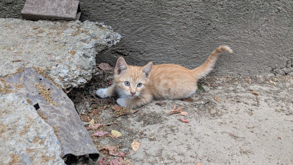Котята редчайшей экспериментальной породы