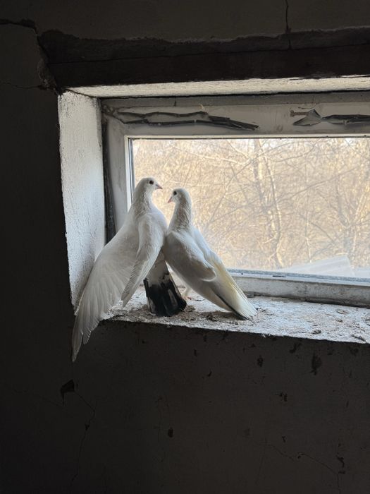 Продам Ширакахвостых голубей