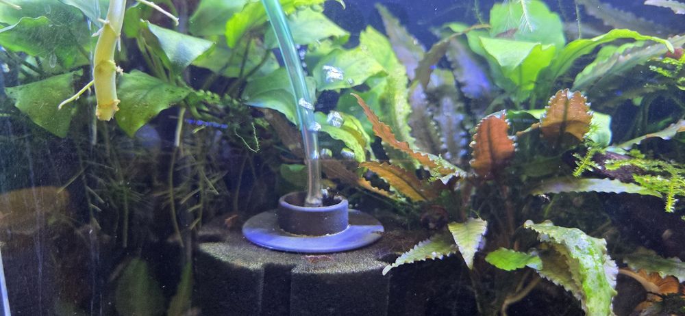 Продавам 25 л.аквариум с всичко живо в него,риби,растения,скариди