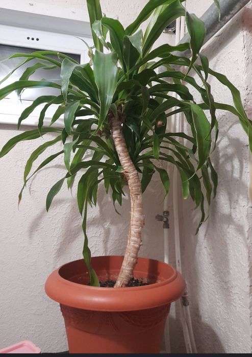 Юкка домашняя пальма