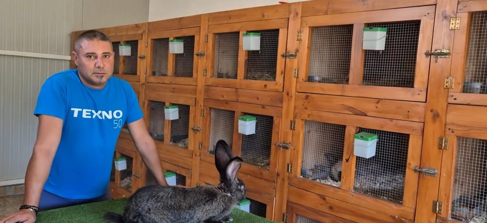 Vând iepuri diferite rase