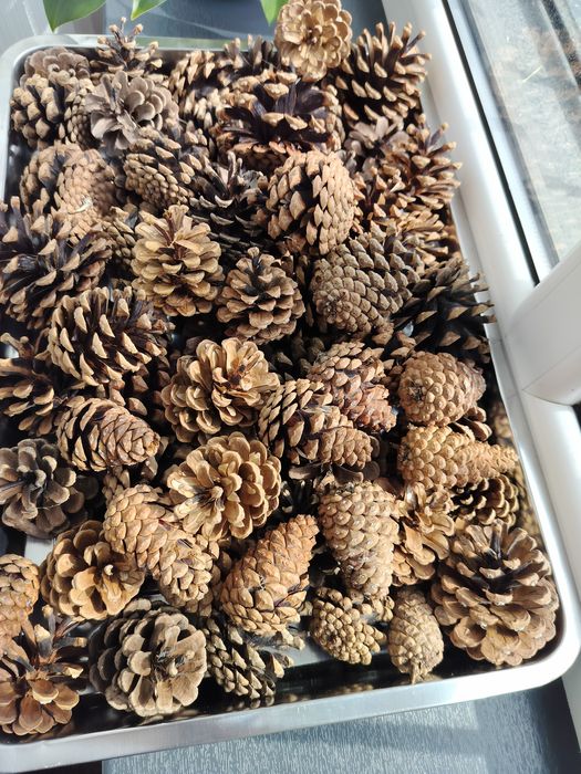 Продам Шишки сосновые