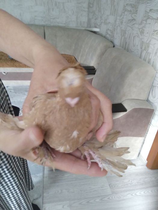 Продам голубей разных пород