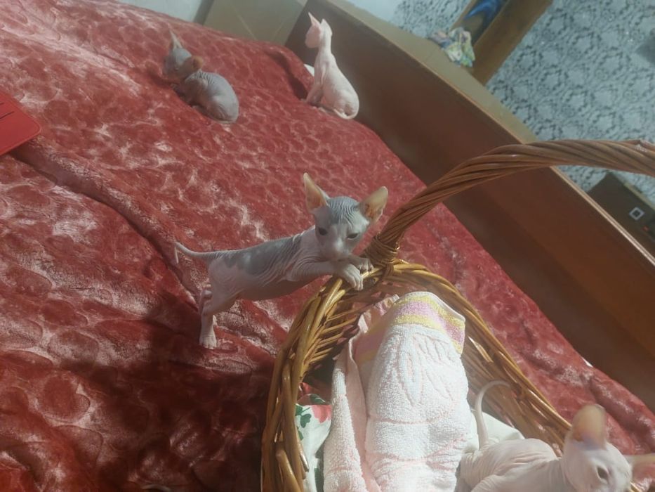 Бронь котят Донского сфинкса.
