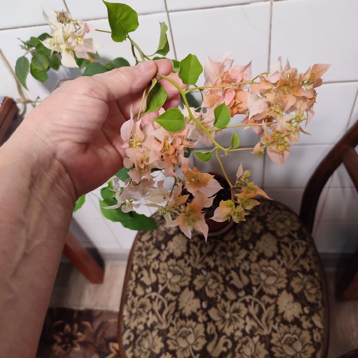 Продам комнатные цветы.
