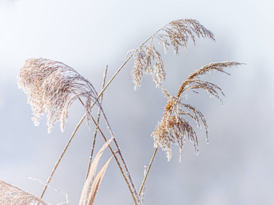 Canon 70-300 mm IS f4-5.6