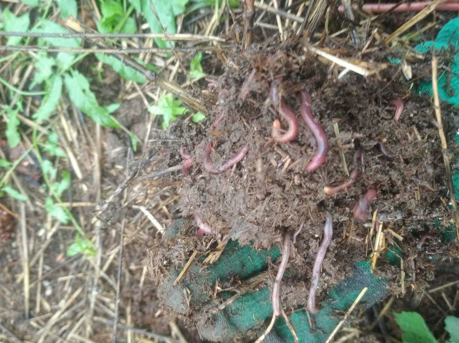 калифорнийские черви