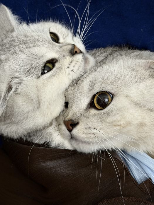 Кошка продается