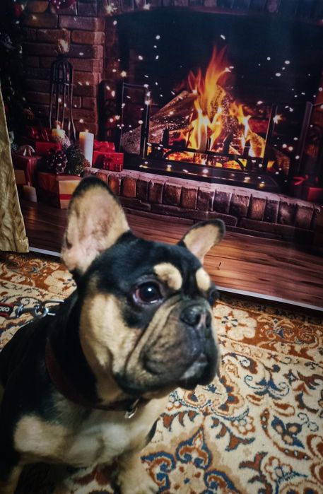 Кобель супер на вязку