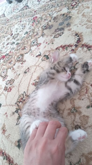 мысык бар,ул мысык,құмға отырып үйренген.