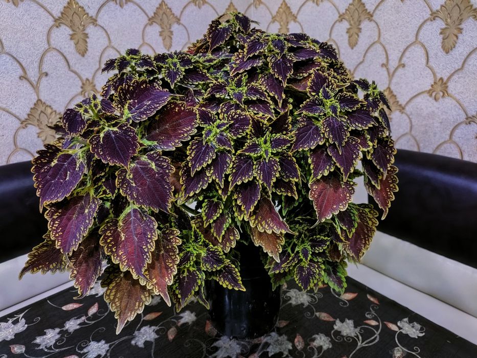 Колеусы. доставка