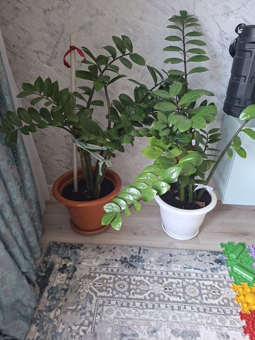 Замиакулькос и кактусы