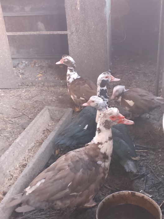 Продам утки мясные