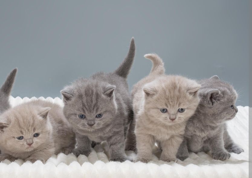 Британские котята