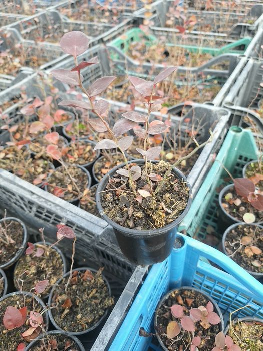 ПРОДАЖБА НА РАЗСАД – БОРОВИНКИ И ЯГОДИ,  Малки боровинки- изгодно