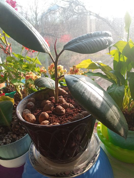 Продам кактус - каучуконосный или elastika. В керамическом кашпо.