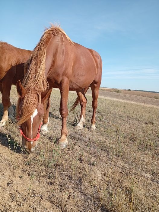 Iapă de vânzare și o mânză de 8 lunii noiembrie