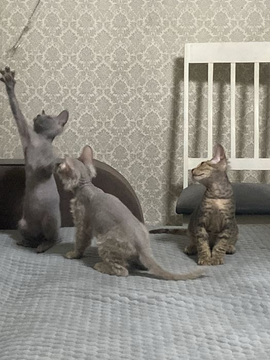 Продаются котята Сфинкс 3 месяца, к лотку приучены