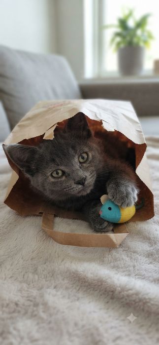 Котята бесплатно