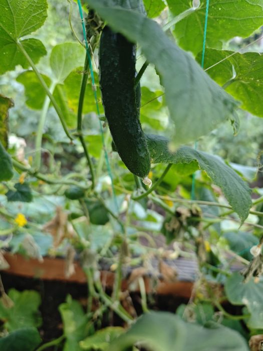Продам недорого домашние огурцы