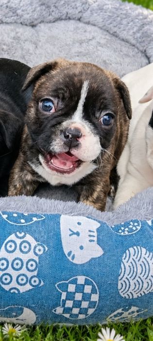 Bulldog francez cu pedigree