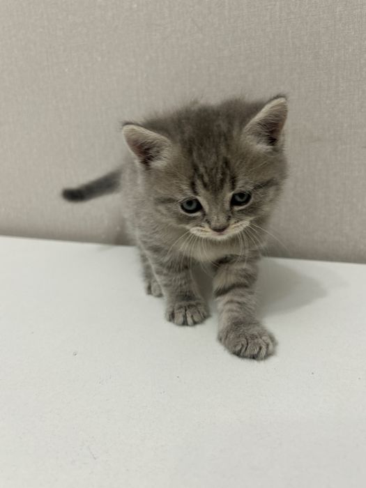 Чистопородные британские котята