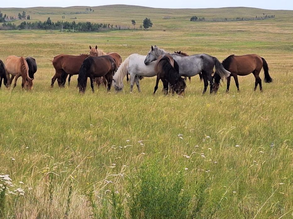 Фермерское хозяйство