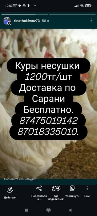 Куры несушки Легорн