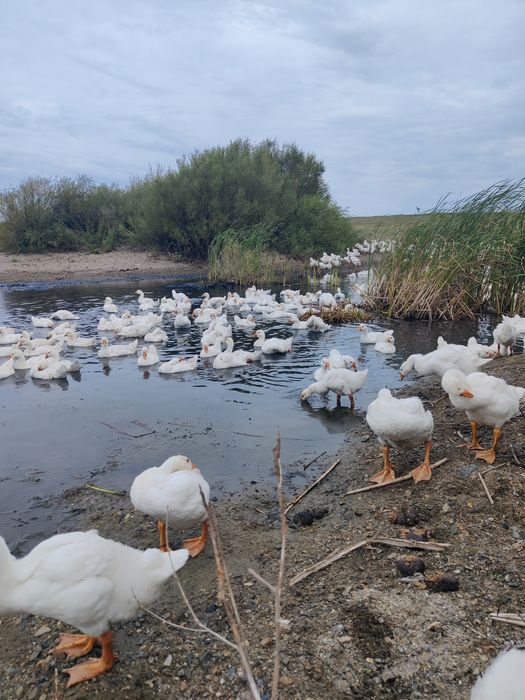 Продам мясо молодых гусей