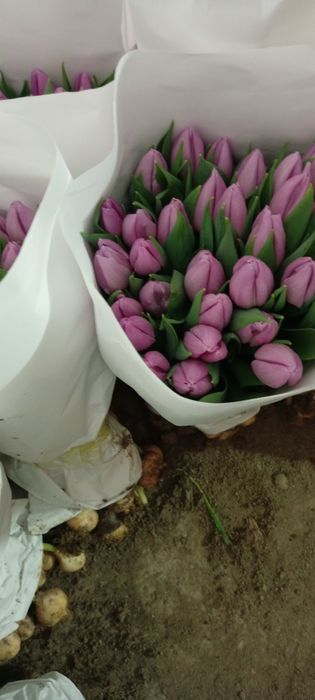 Тюльпаны оптом и розницу