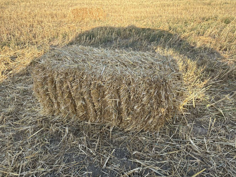 Салома сабан арпа сулу сено