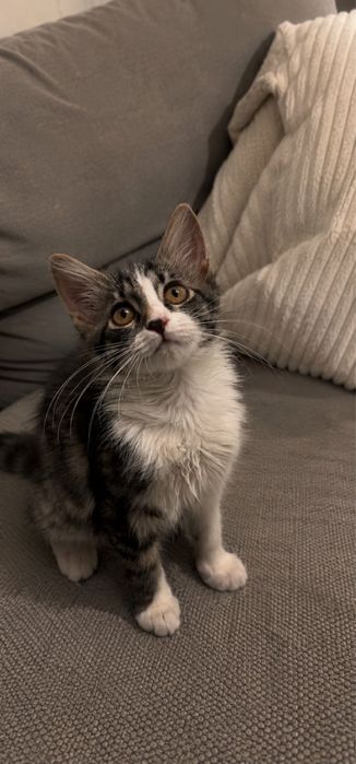 Котята 2 месяца.