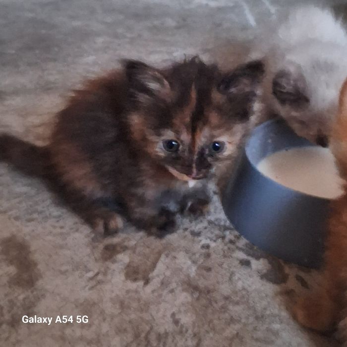 Отдам катят бесплатно в добрые руки