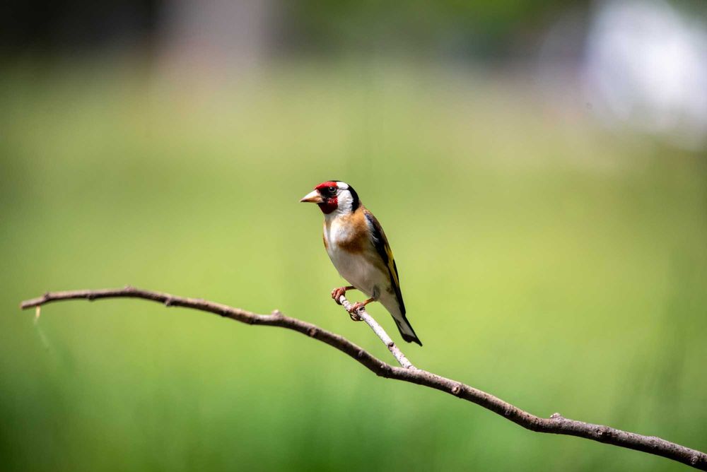 Обектив Sigma 150-500 за Pentax