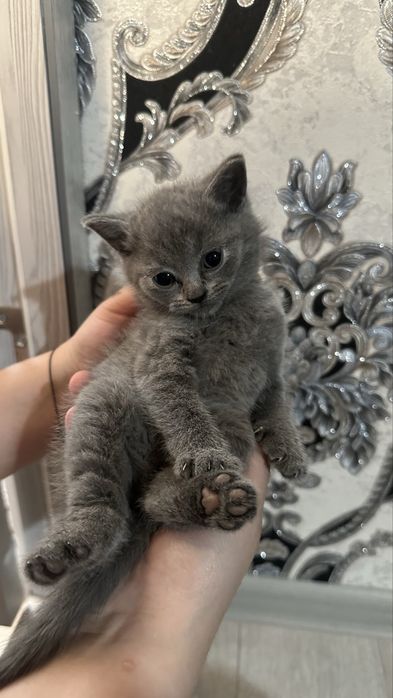 Британский страйт