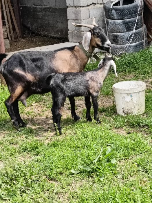 Срочно Продам козлика