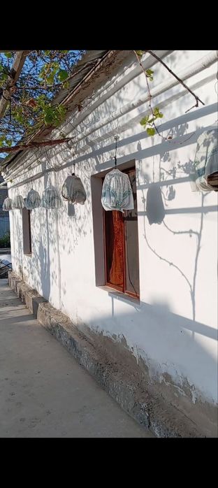 Baxorgi bedanalar sotiladi