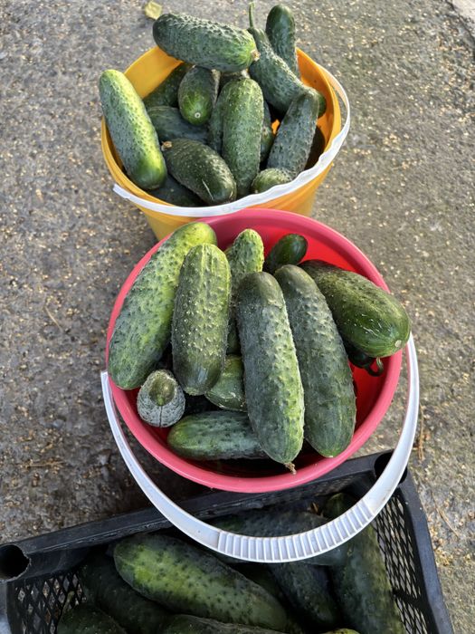Продам домшние огурцы