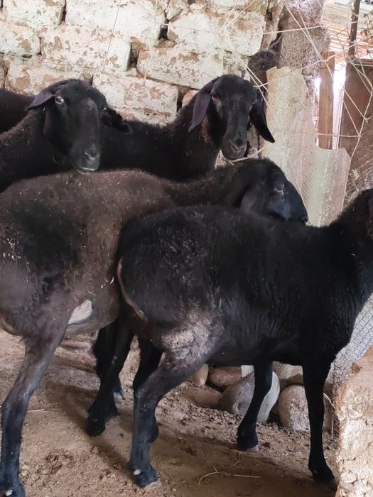 Куйлар  Бугоз Куй Кучкор сотилади