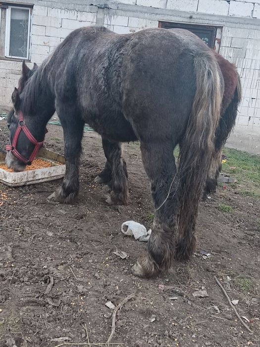 Formulează astăzi suma de un an de zile