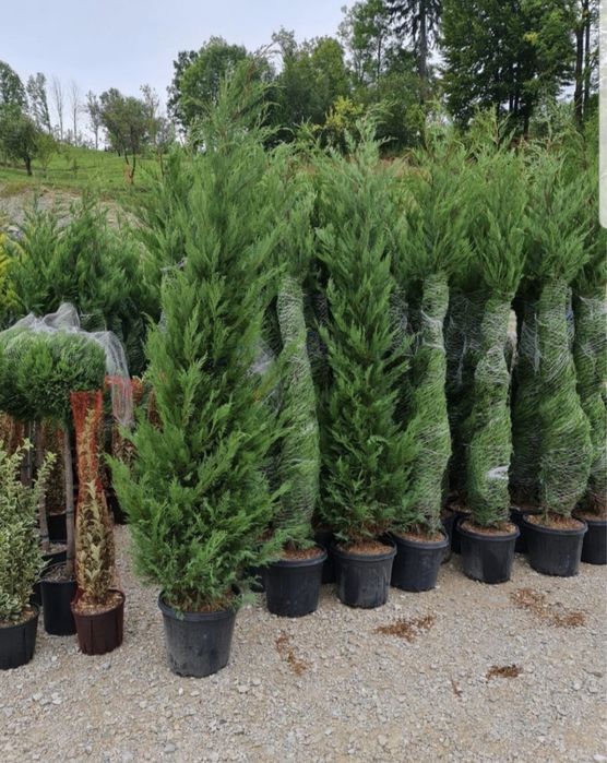 Leylandii de la 1m la 280cm