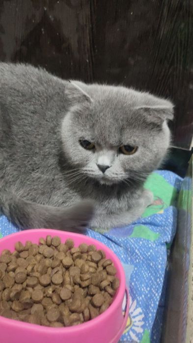 Британская кошка